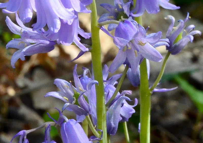 Hyacinthoides hispanica? No, Hyacinthoides non-scripta